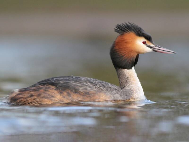Great Crested Grebe, Photos 4