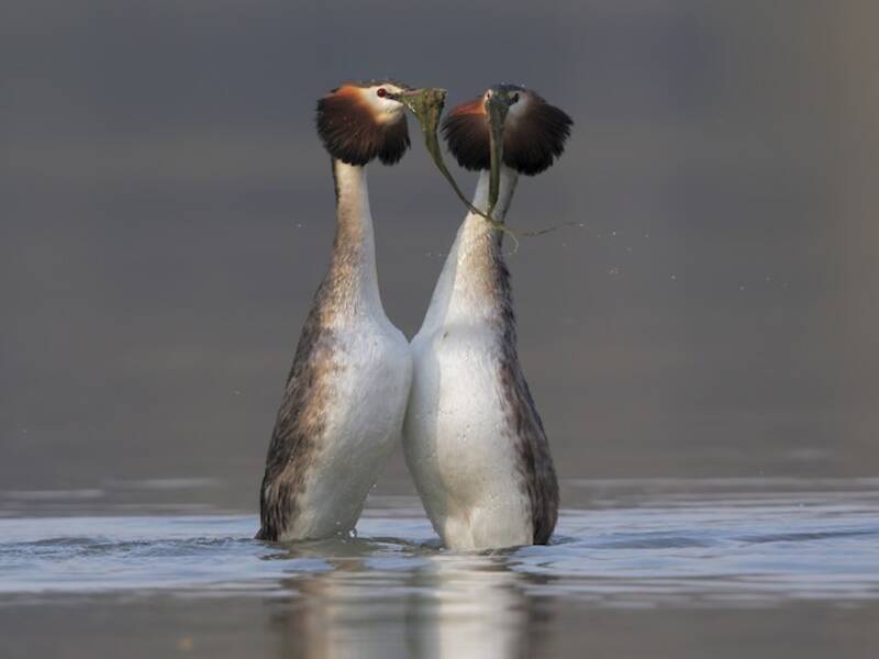 Great Crested Grebe, Photos 3