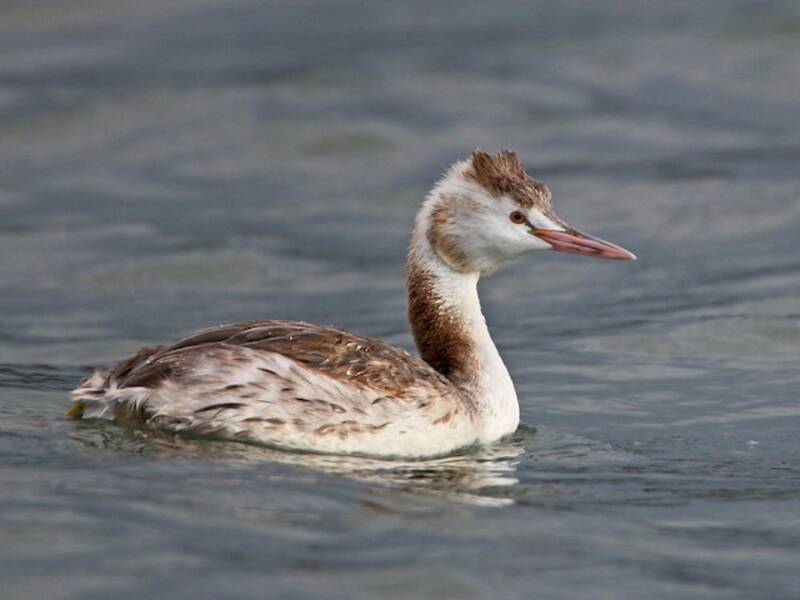 Great Crested Grebe, Photos 2