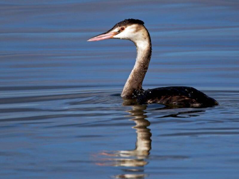 Great Crested Grebe - Podiceps cristatus