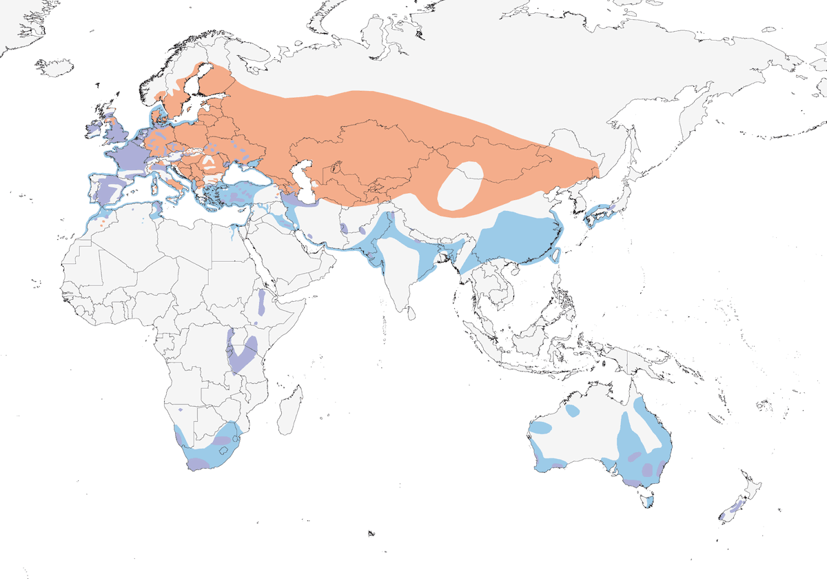 Great Crested Grebe, Distribution 1