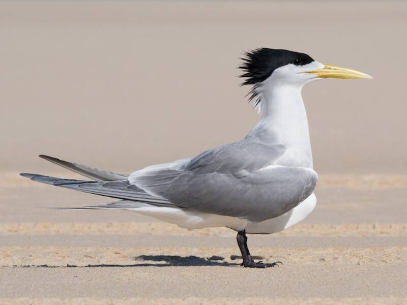 Great Crested Tern, 照片 4