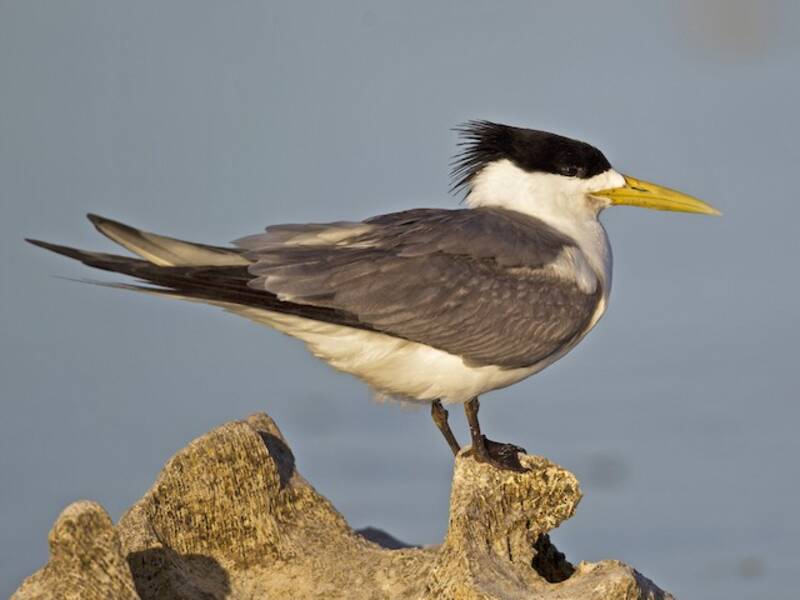 Great Crested Tern, 照片 3
