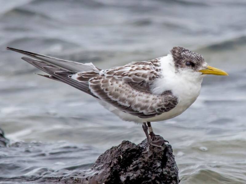 Great Crested Tern