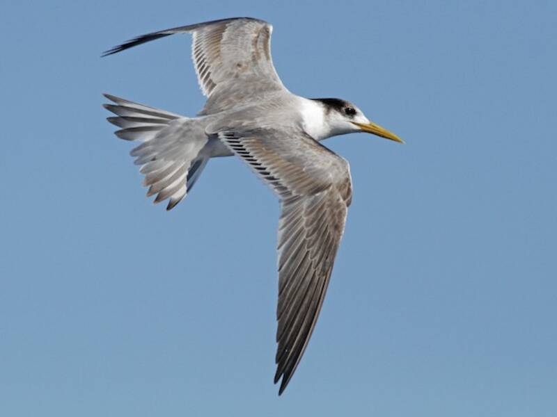 Great Crested Tern, 照片 2