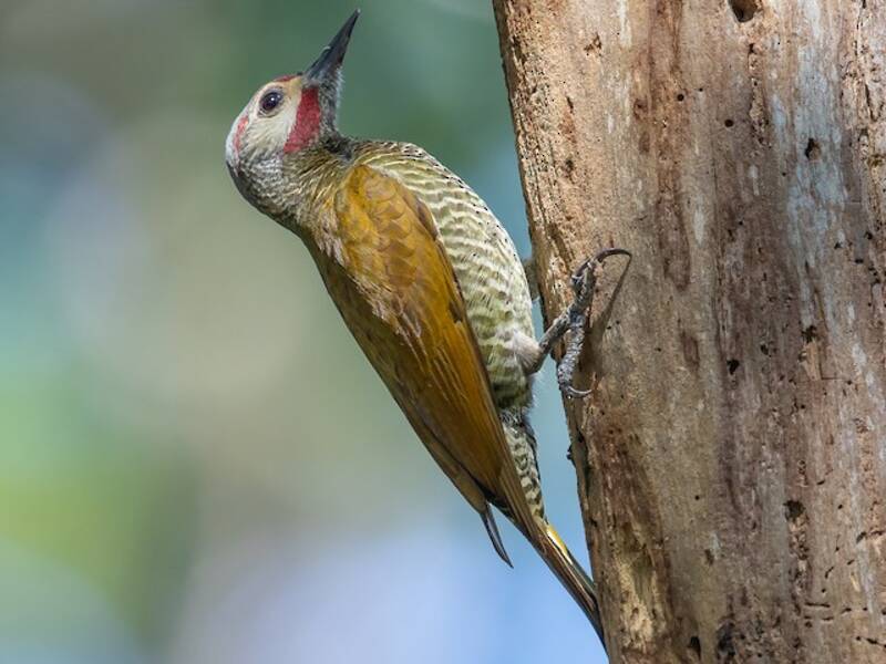 Gray-crowned Woodpecker, Photos 3