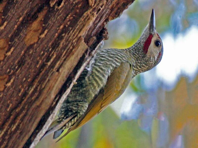 Gray-crowned Woodpecker, Photos 4