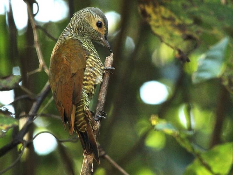 Gray-crowned Woodpecker, Photos 2