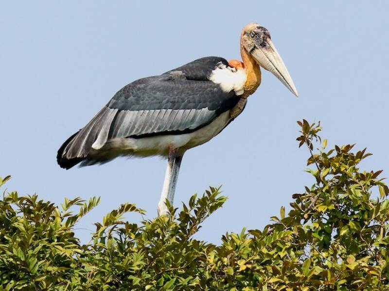 Greater Adjutant (Leptoptilos dubius)