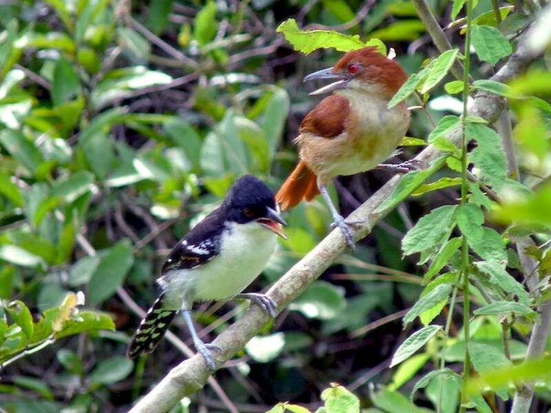 Batara géant