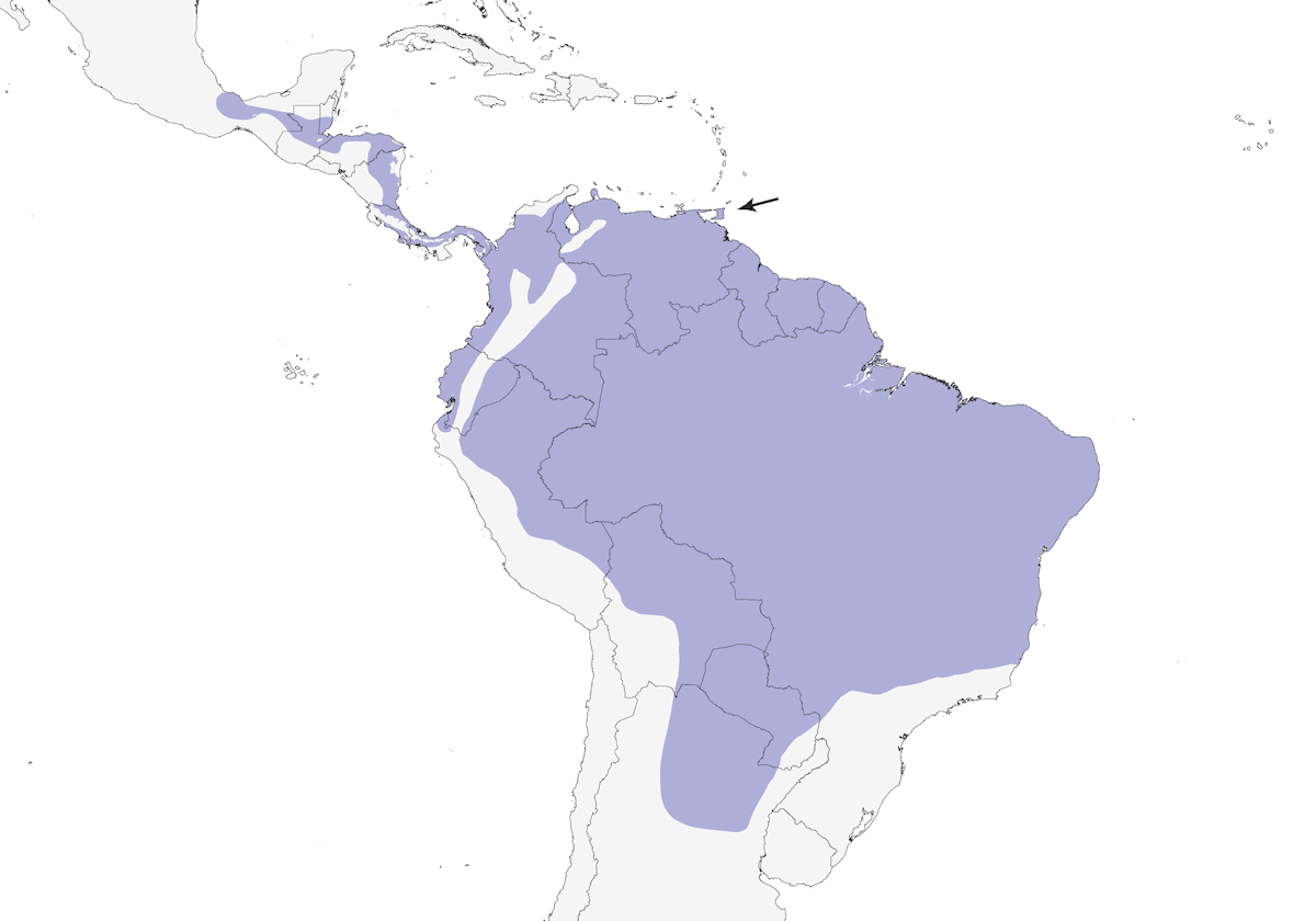 Batara géant, Distribution 1