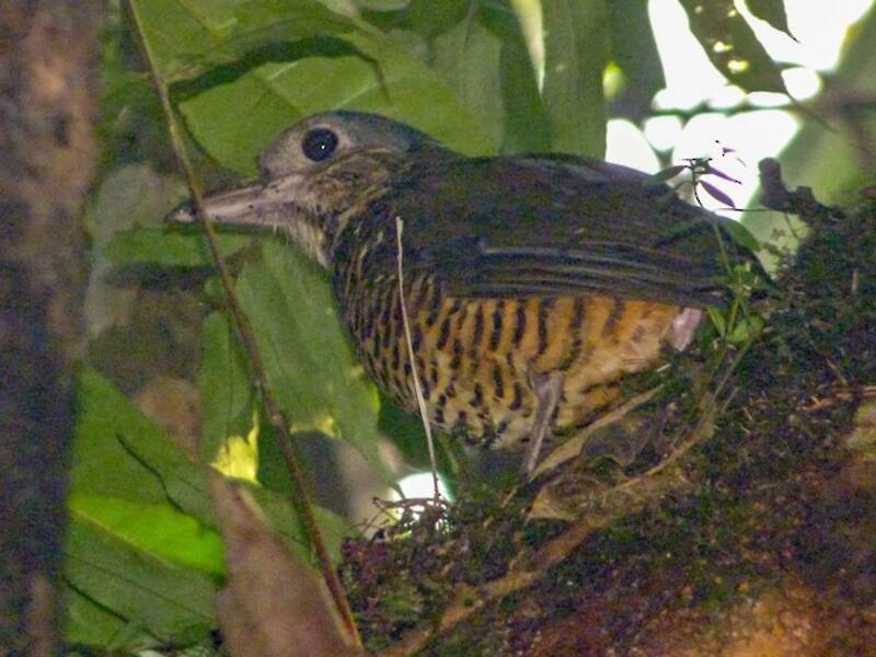 Große Ameisenpitta, Fotos 3
