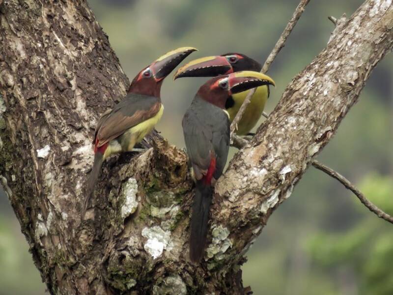 Aracari vert