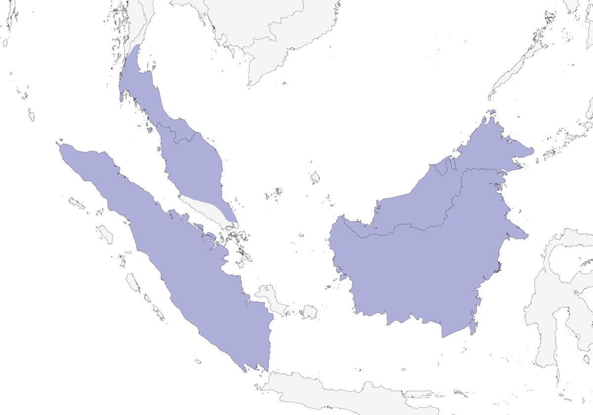 Argus géant, Distribution 1