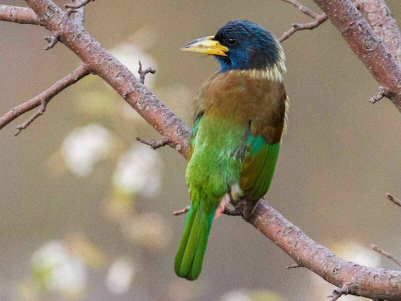 Großer Bartvogel, Fotos 4