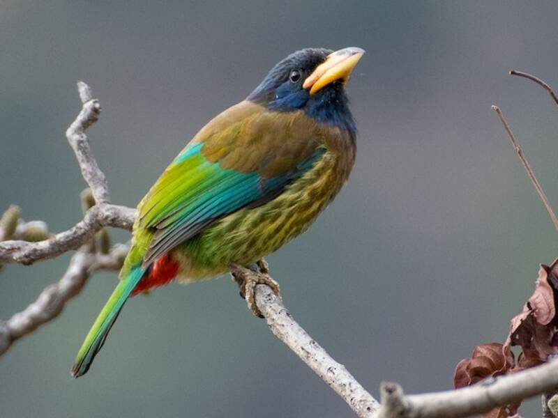 Großer Bartvogel, Fotos 3