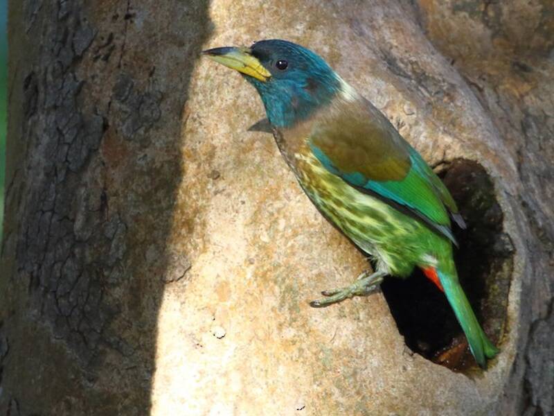 Großer Bartvogel, Fotos 2
