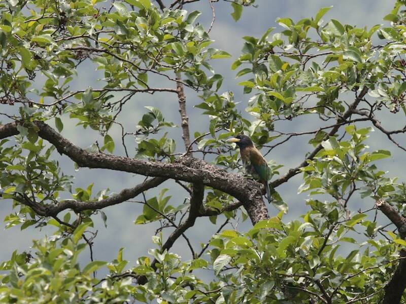 Großer Bartvogel