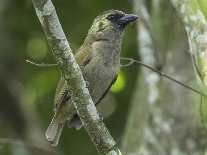 Grüner Bartvogel, Fotos 3