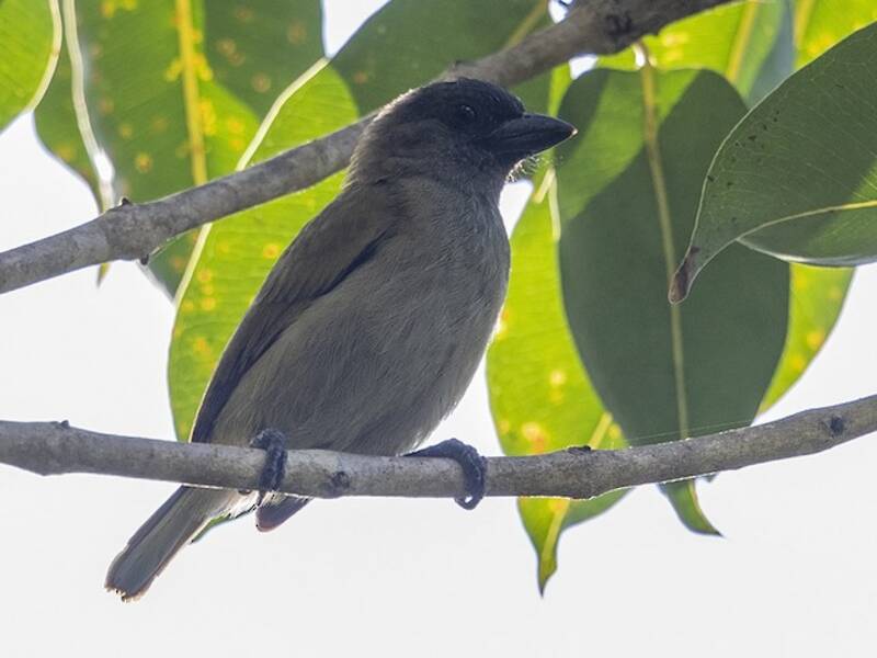 Grüner Bartvogel, Fotos 2