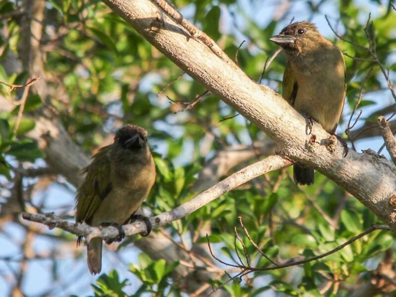 Grüner Bartvogel, Fotos 4