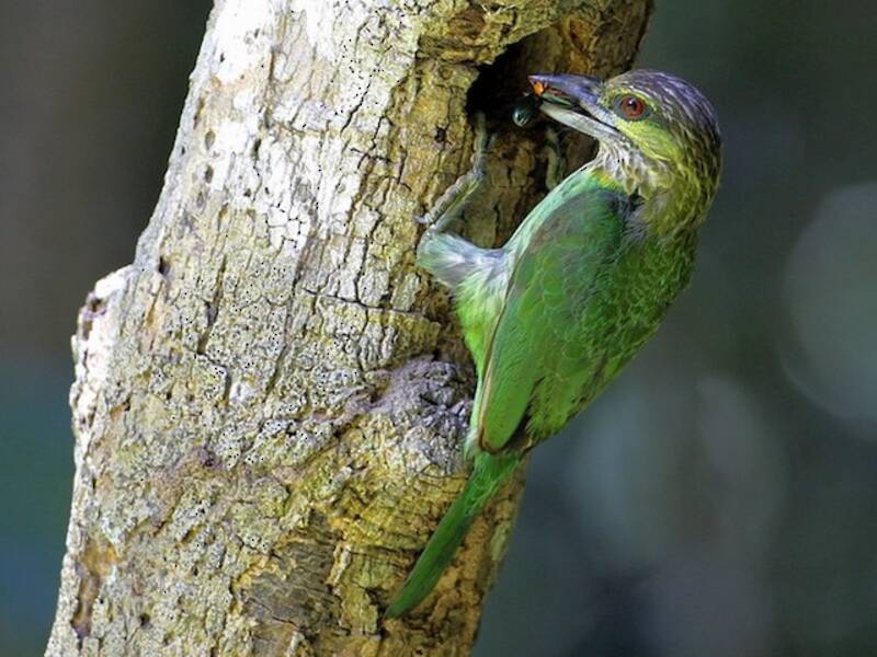 Barbetto dalle orecchie verdi, Foto 4