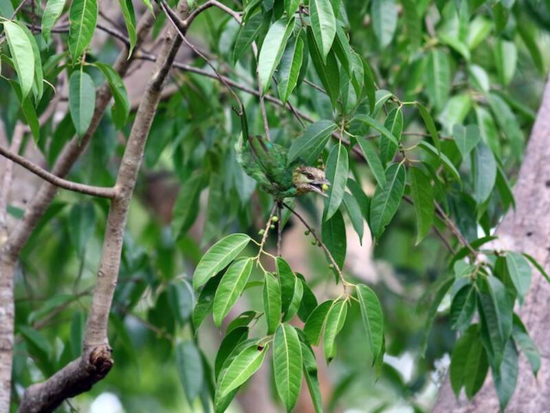 Barbetto dalle orecchie verdi, Foto 2