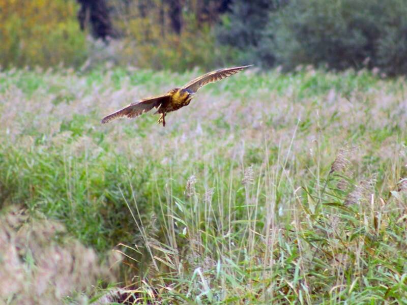 Eurasian Bittern (Botaurus stellaris)