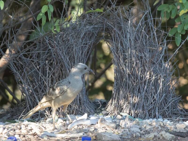 Uccello giardiniere maggiore