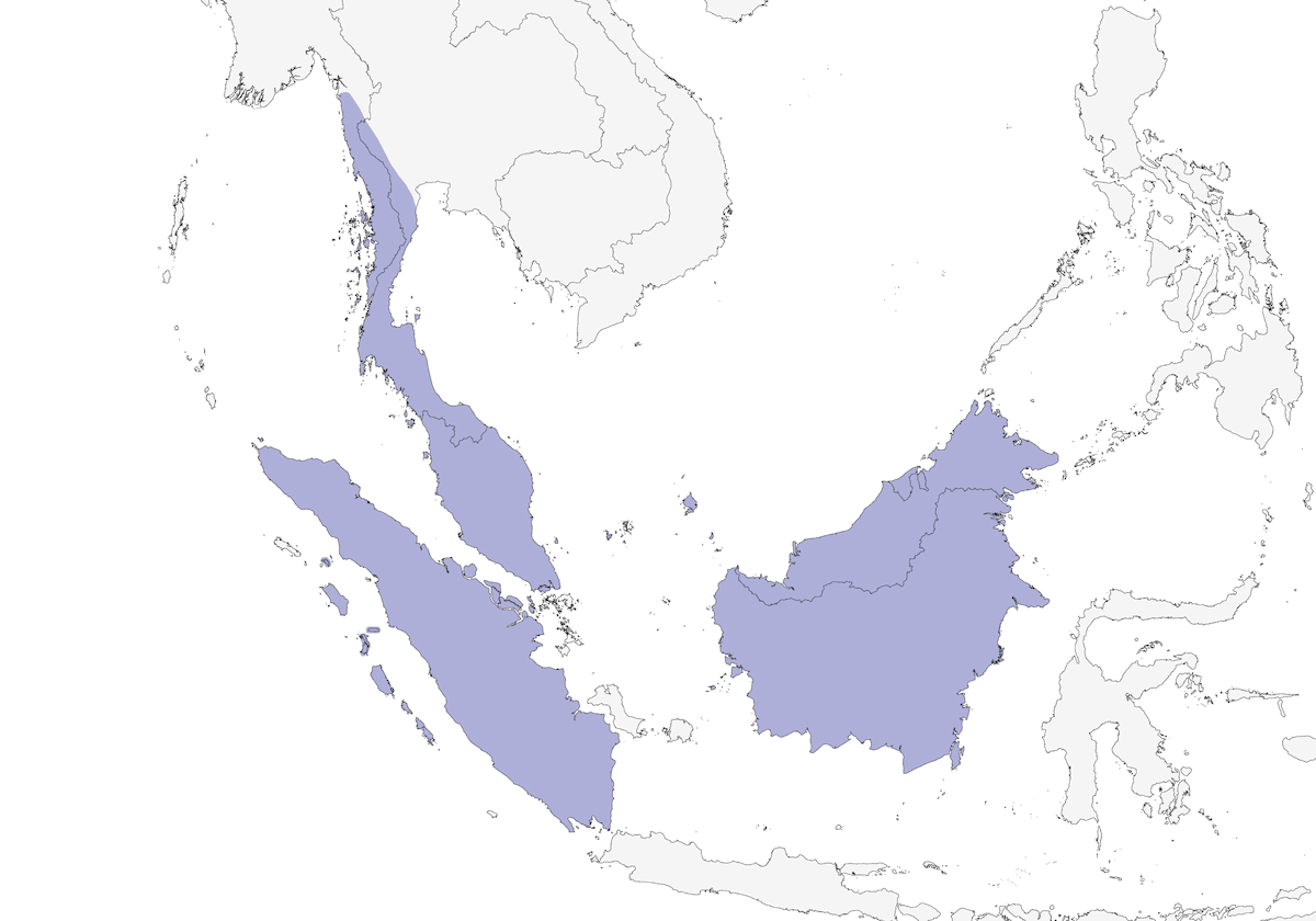 Eurilaimo verde, Distribuzione 1