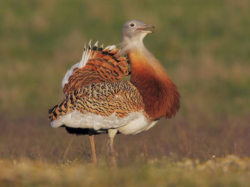 Great Bustard, Photos 3