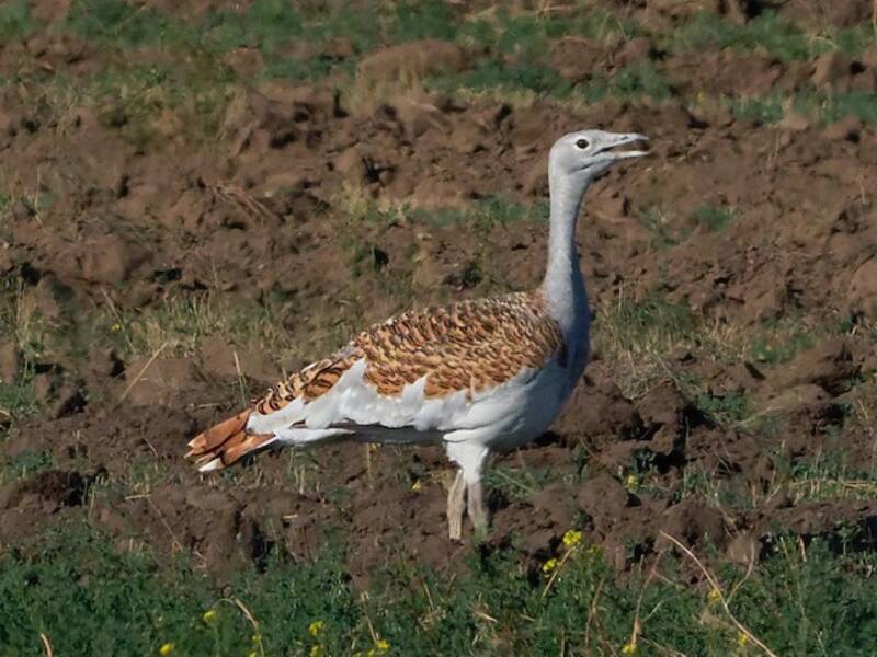Great Bustard, Photos 4