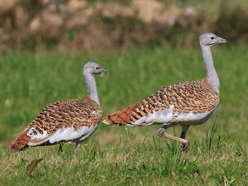 Great Bustard, Photos 2