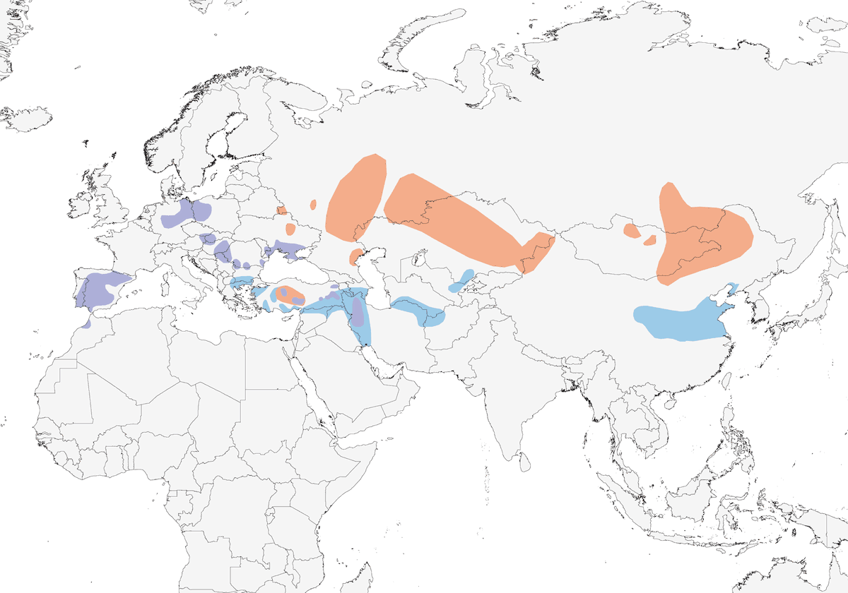 Great Bustard, Distribution 1