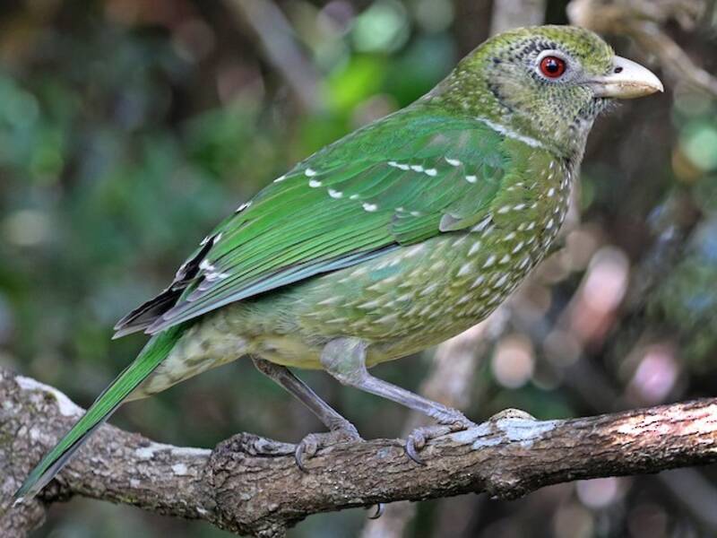 Green Catbird, Photos 3