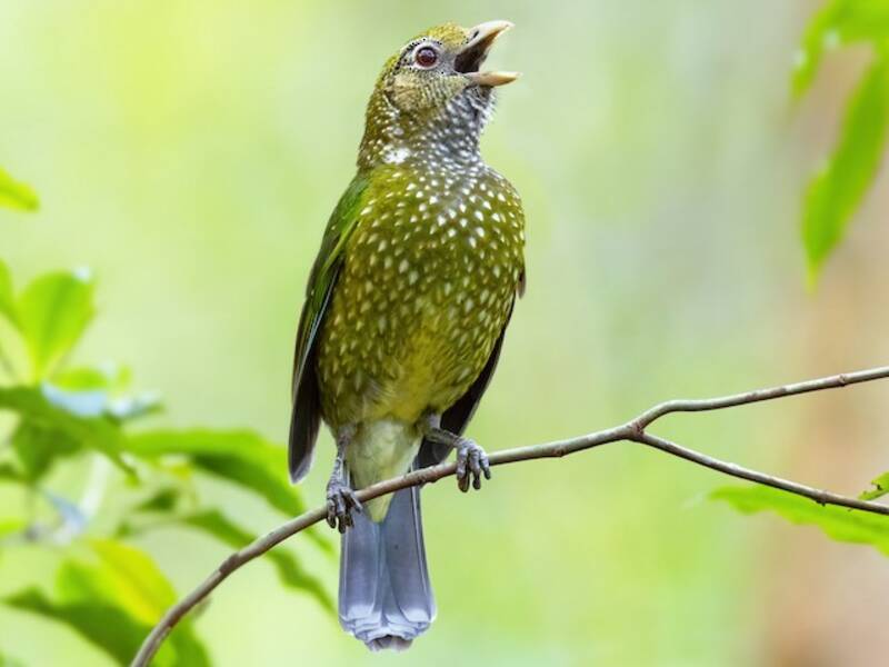 Green Catbird, Photos 2