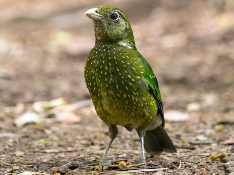 Grünlaubenvogel