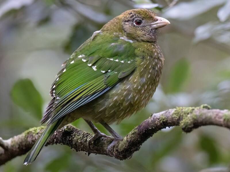 Green Catbird, Photos 4