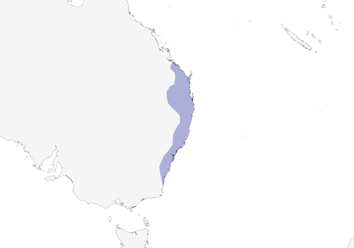 Green Catbird, Distribution 1
