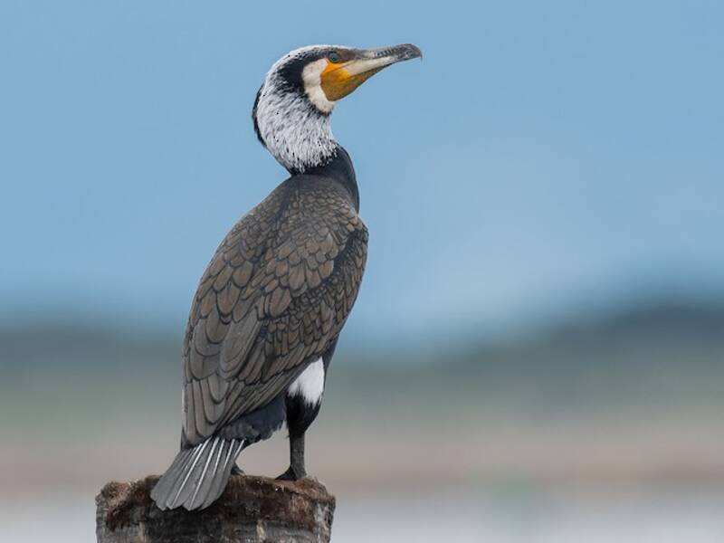 Kormoran, Fotos 2