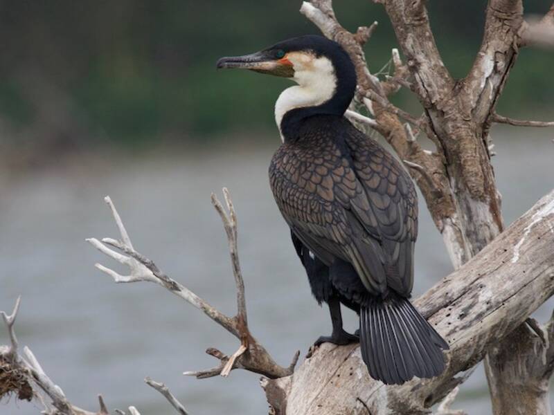 Kormoran, Fotos 3