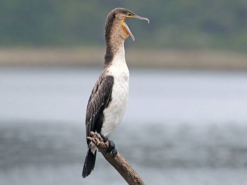 Kormoran, Fotos 4