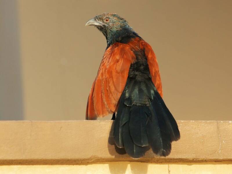 Greater Coucal, 照片 3