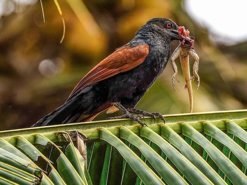 Greater Coucal, 照片 2