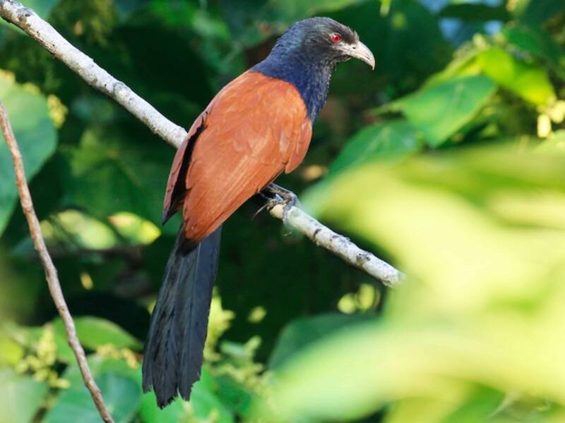 Greater Coucal, 照片 4