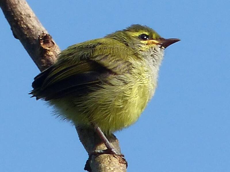 Crombec Verde, Fotos 3