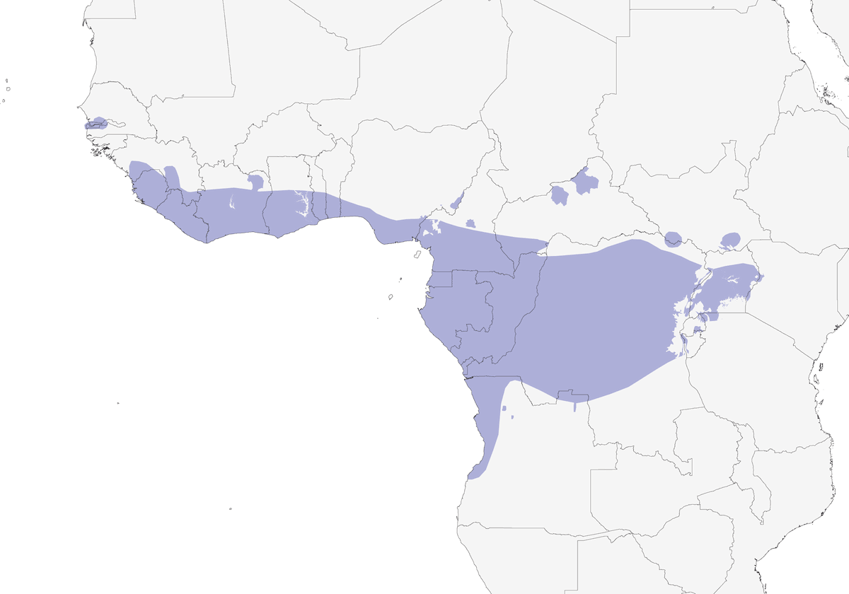 Crombec Verde, Distribución 1