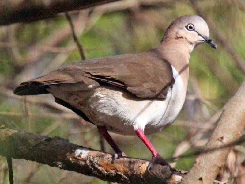 Grenada Dove, 照片 3