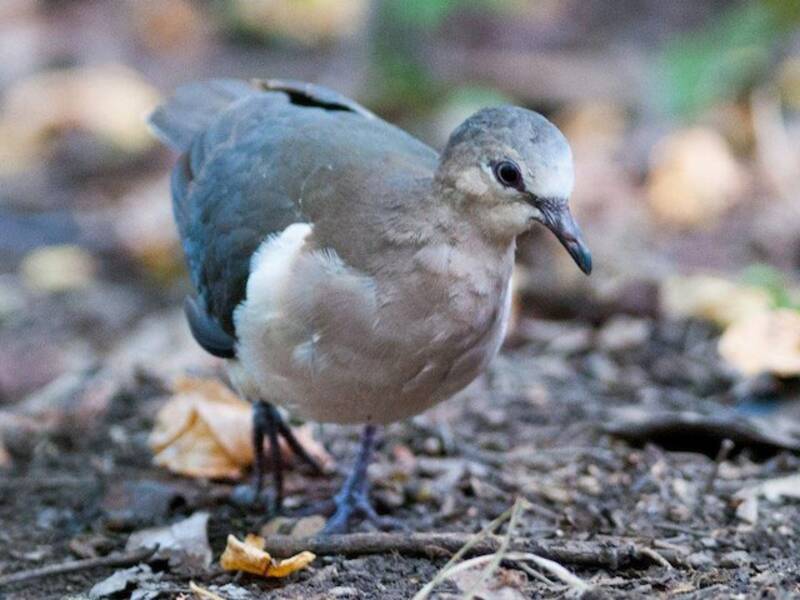Grenada Dove, 照片 2