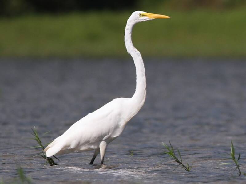 Great Egret (Ardea alba)